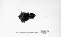 Umbilicaria hyperborea image
